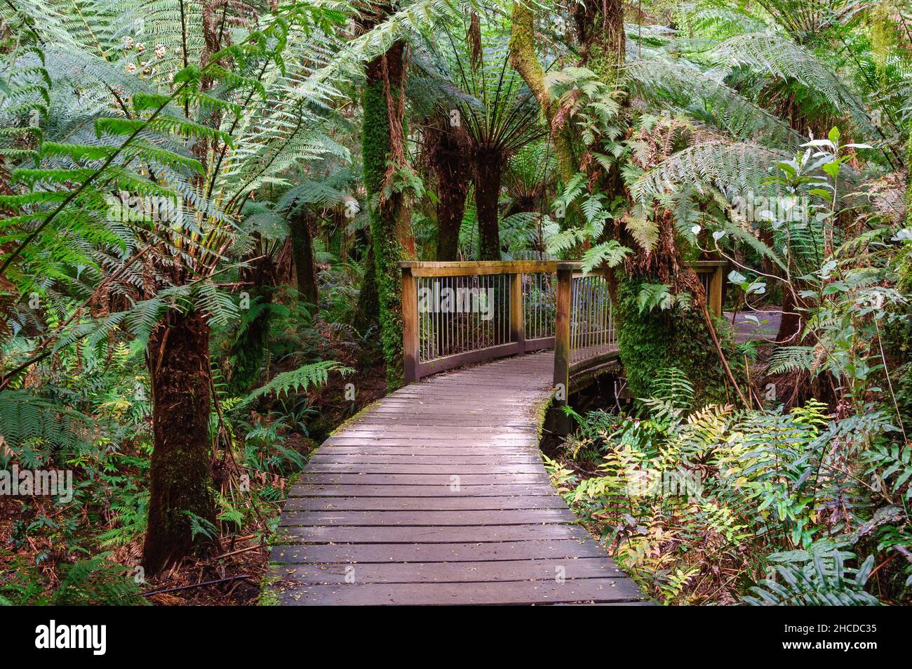 MAITS Rest Rainforest Walk au coeur des magnifiques Otway Ranges le long de la Great Ocean Road - Apollo Bay, Victoria, Australie Banque D'Images