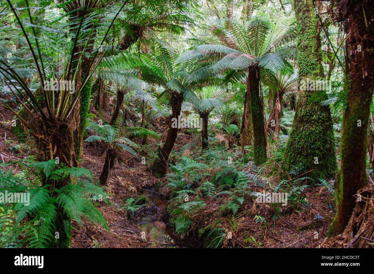 Végétation luxuriante le long de la forêt tropicale de Maits Rest Walk au coeur de la magnifique chaîne des Otway Ranges - Apollo Bay, Victoria, Australie Banque D'Images