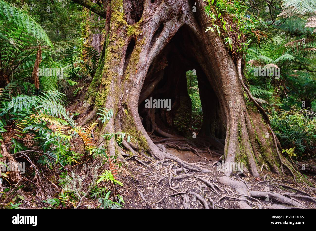 Un tronc creux le long de la promenade Maits Rest Rainforest au cœur des magnifiques Otway Ranges - Apollo Bay, Victoria, Australie Banque D'Images