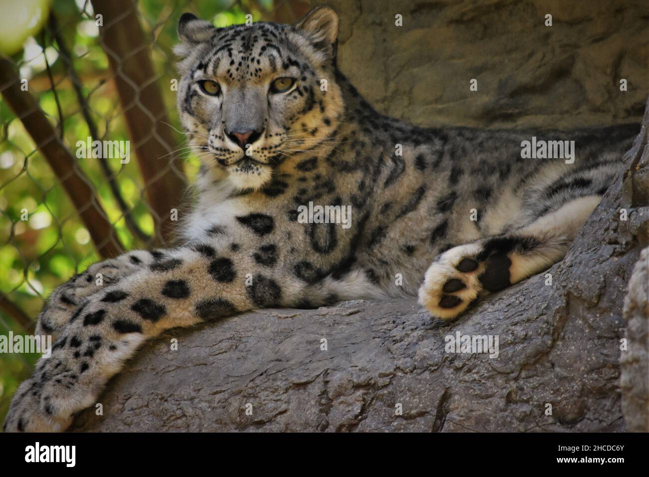 Snow Leopard couché et observation Banque D'Images