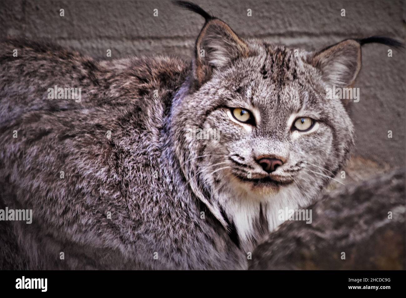 Le Lynx canadien en gros plan Banque D'Images