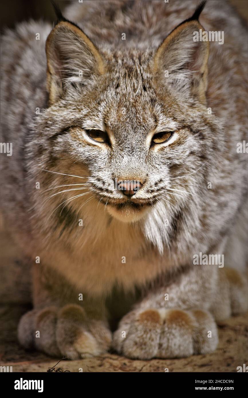 Lynx canadienne assis, gros plan Banque D'Images