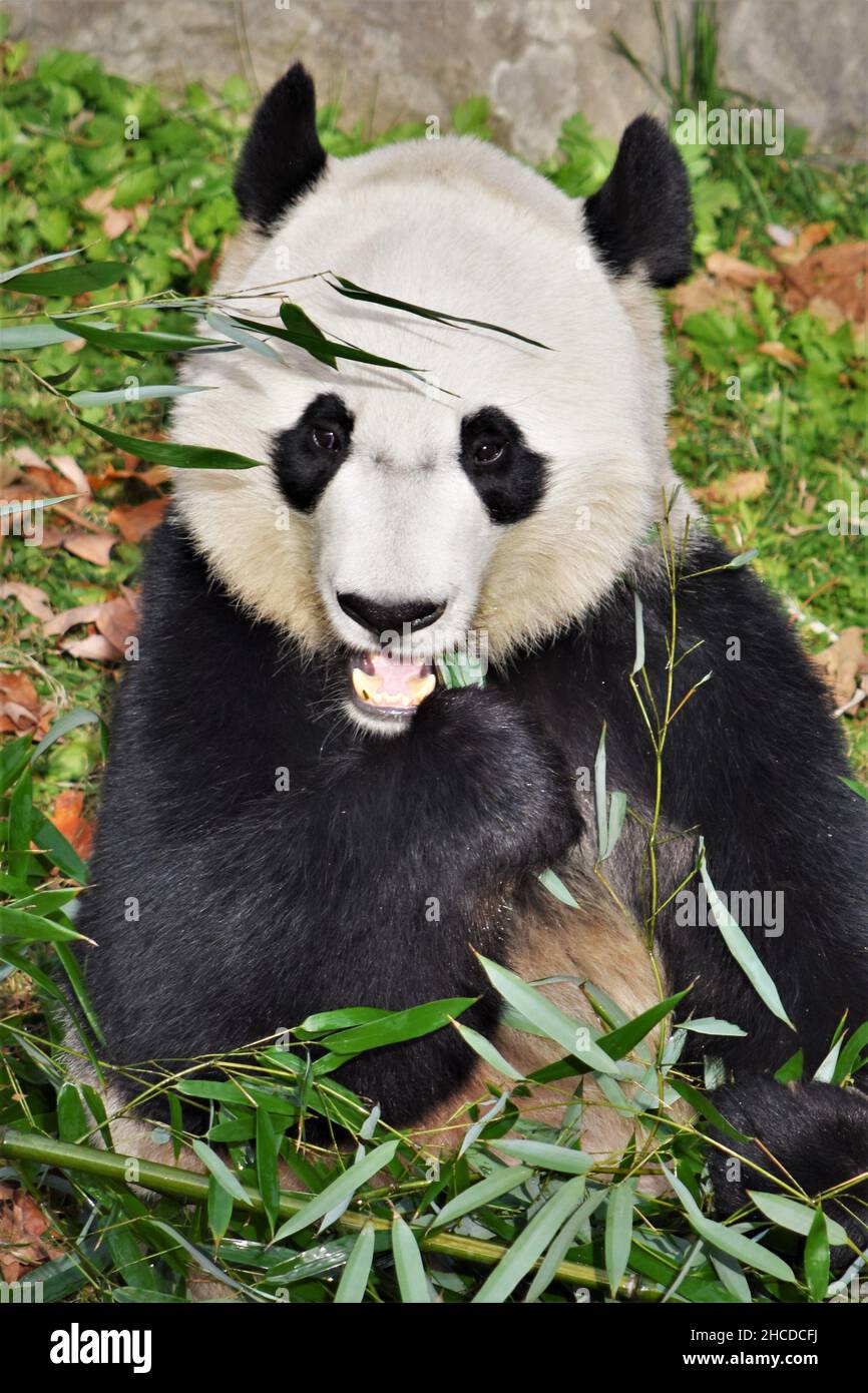 Gros plan sur le visage de Panda géant Banque D'Images