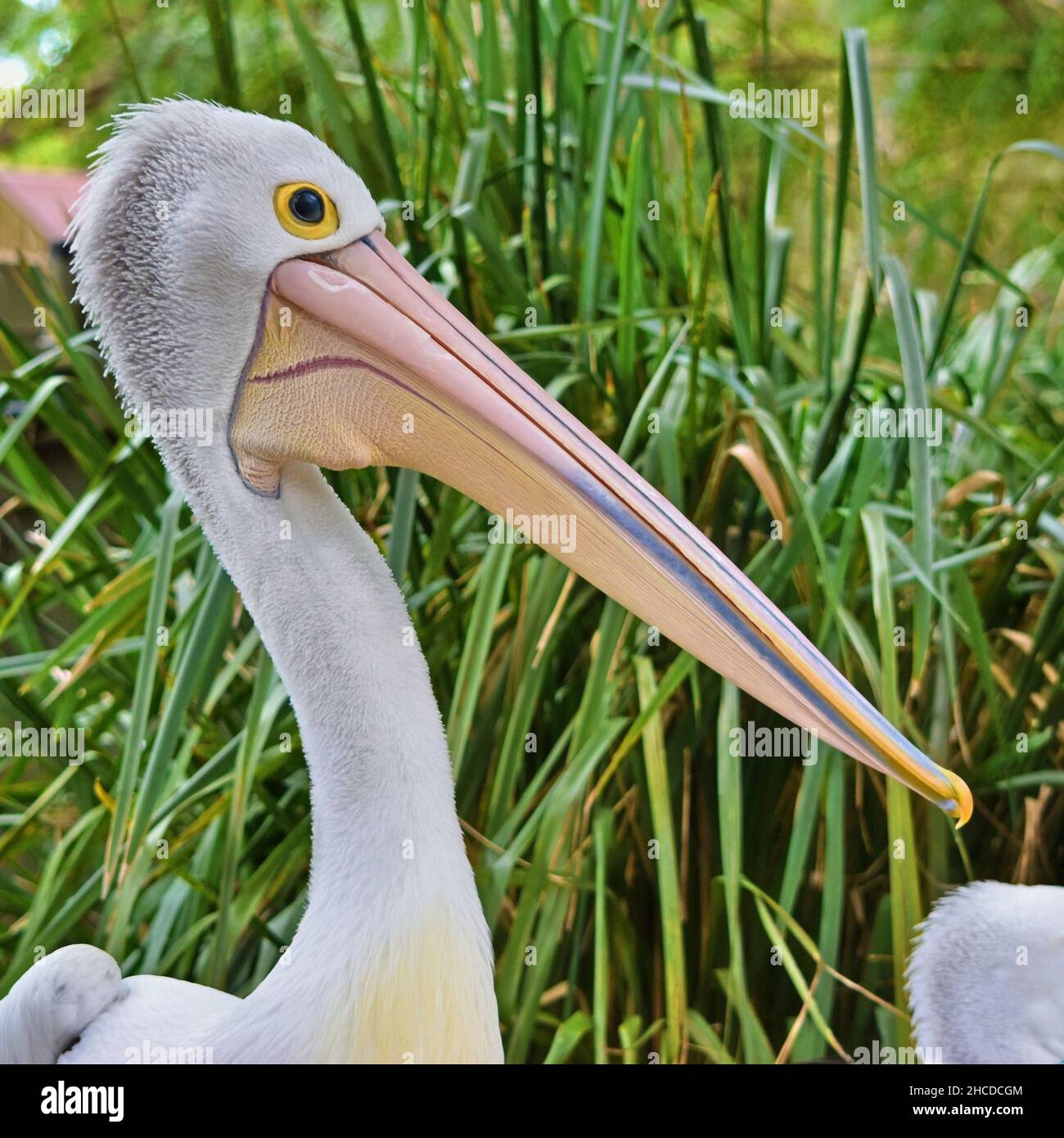 Australian Pelican Head gros plan Banque D'Images