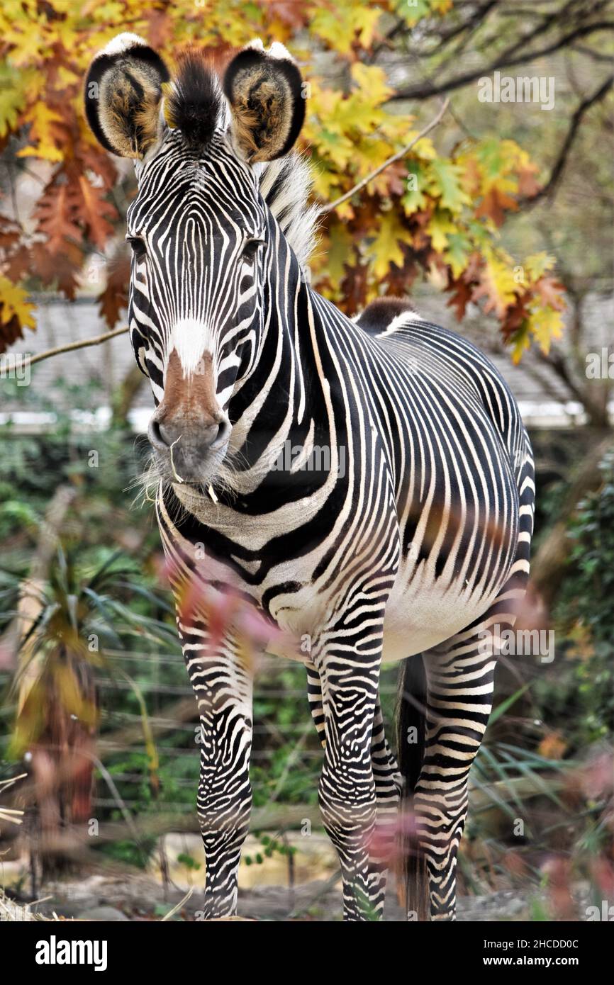 La face zébrée de Grevy se présente sous les couleurs de l'automne Banque D'Images