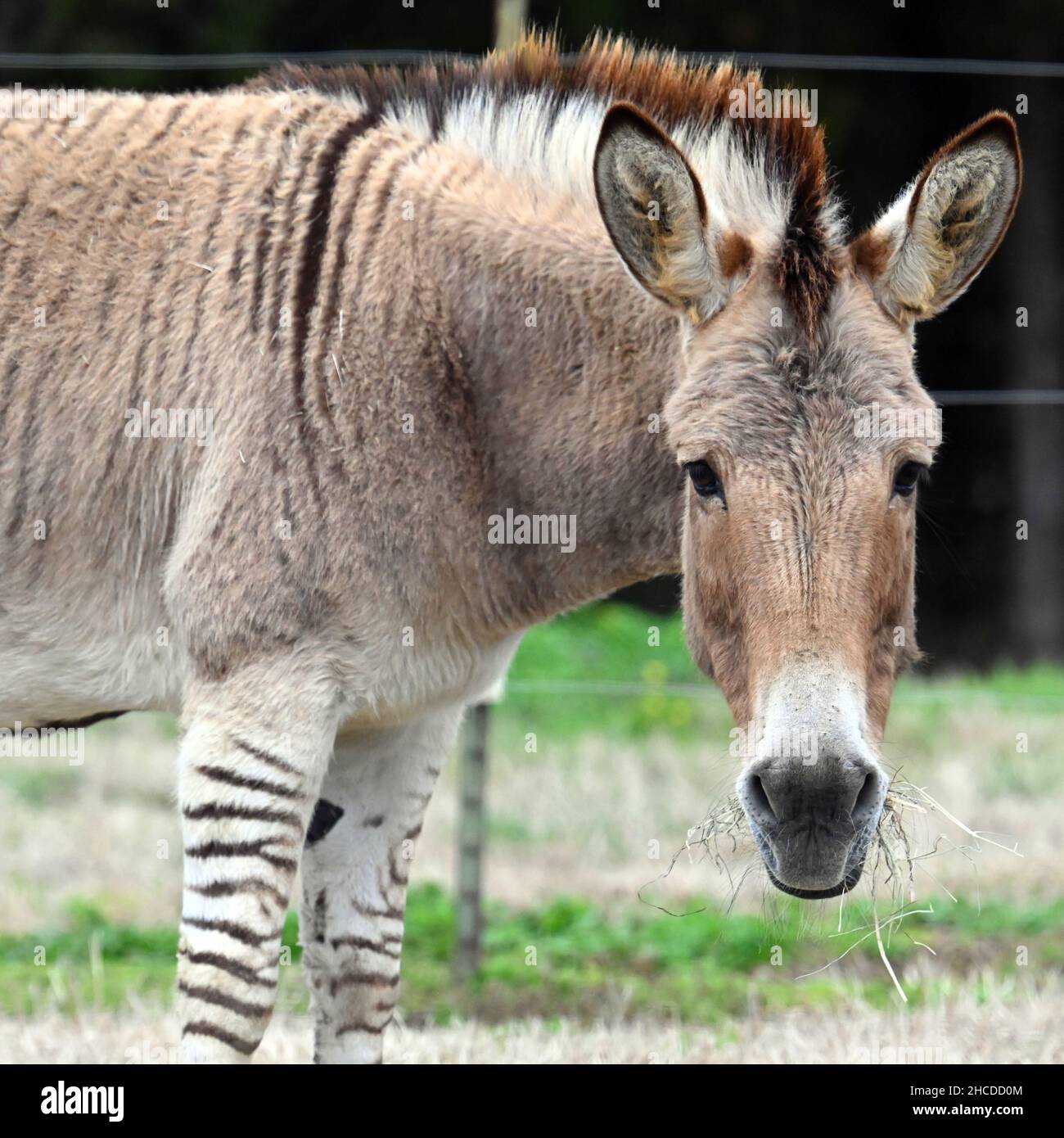 Zonkey Eating Grass, visage gros plan Banque D'Images