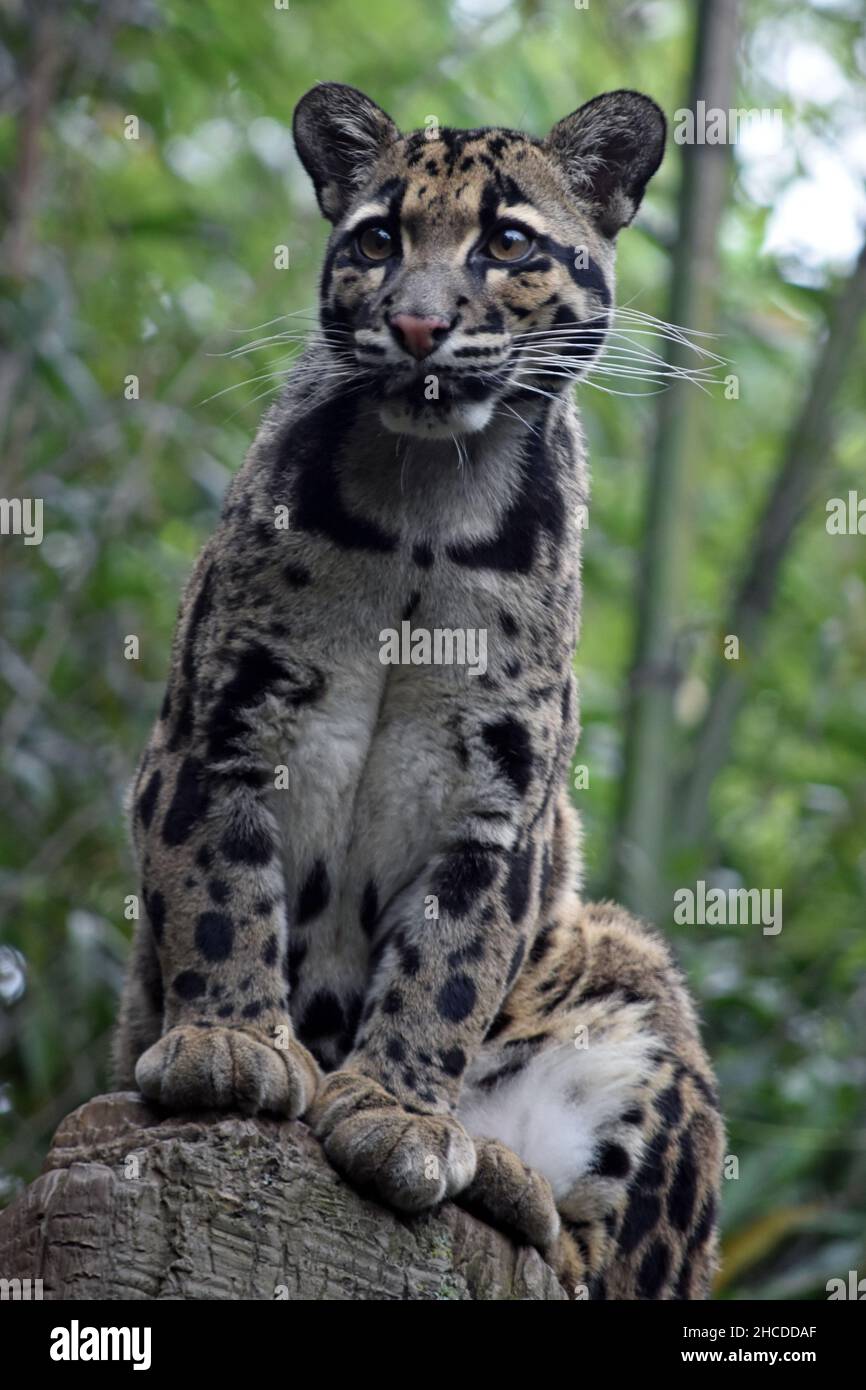 Jeune léopard des neiges perché sur une souche Banque D'Images