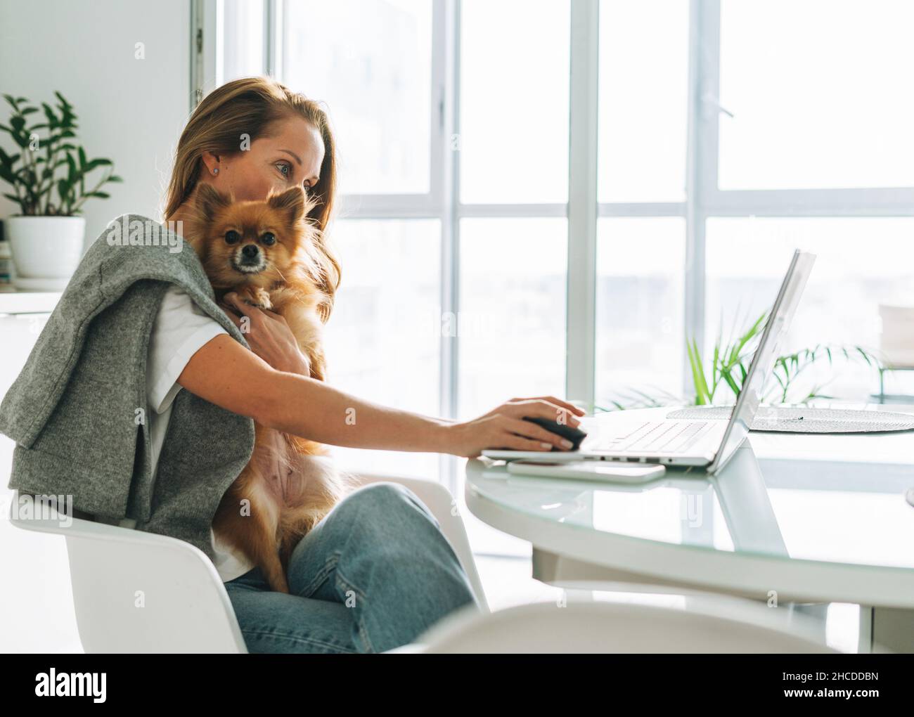 Jeune adulte quarante ans belle femme blonde avec de longs cheveux travaillant sur ordinateur portable assis sur la cuisine avec chien à la maison, travail à distance Banque D'Images