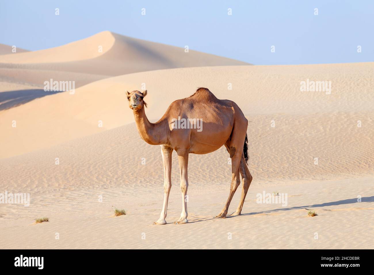 Chameau du Moyen-Orient dans un désert des Émirats arabes Unis Banque D'Images