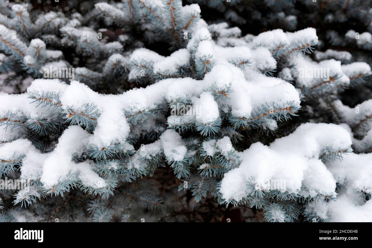 Neige fraîche couvrant l'épinette bleue pour Noël ou le nouvel an Banque D'Images