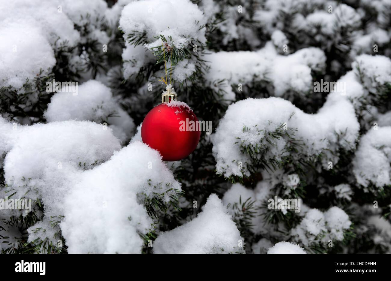 Arbre de Noël extérieur recouvert de neige avec décoration simple rouge et or pour le concept de Noël joyeux ou de Noël heureux Banque D'Images