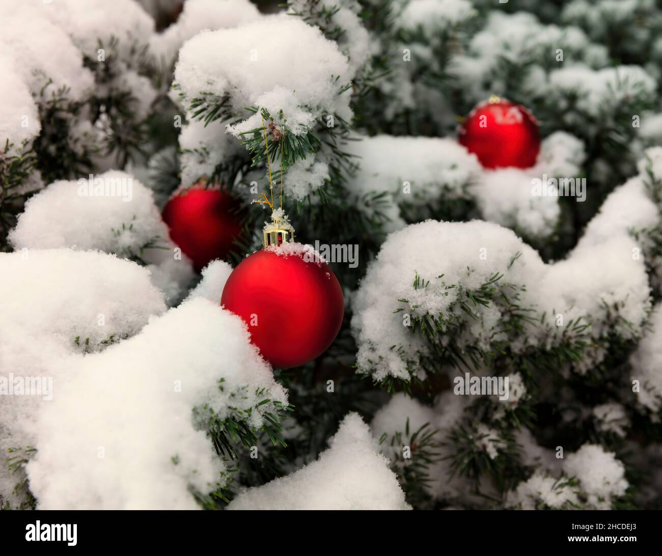 Sapin de Noël extérieur recouvert de neige avec ornements rouges et dorés suspendus pour le concept de Noël ou de nouvel an Banque D'Images