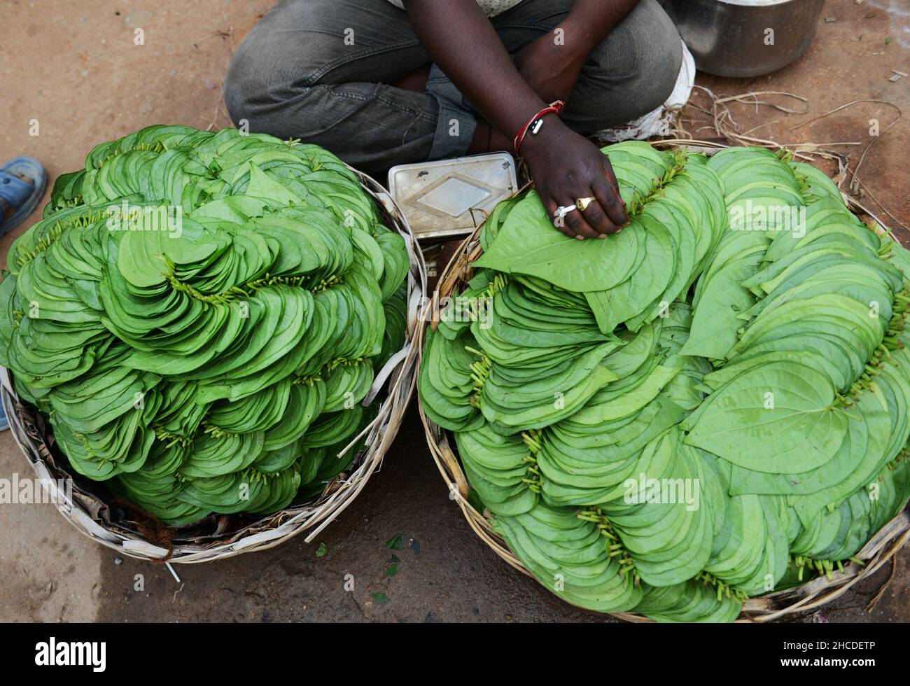Feuilles de noix de bétel fraîches vendues sur le marché de Kuppam dans l'Andhra Pradesh, en Inde. Banque D'Images