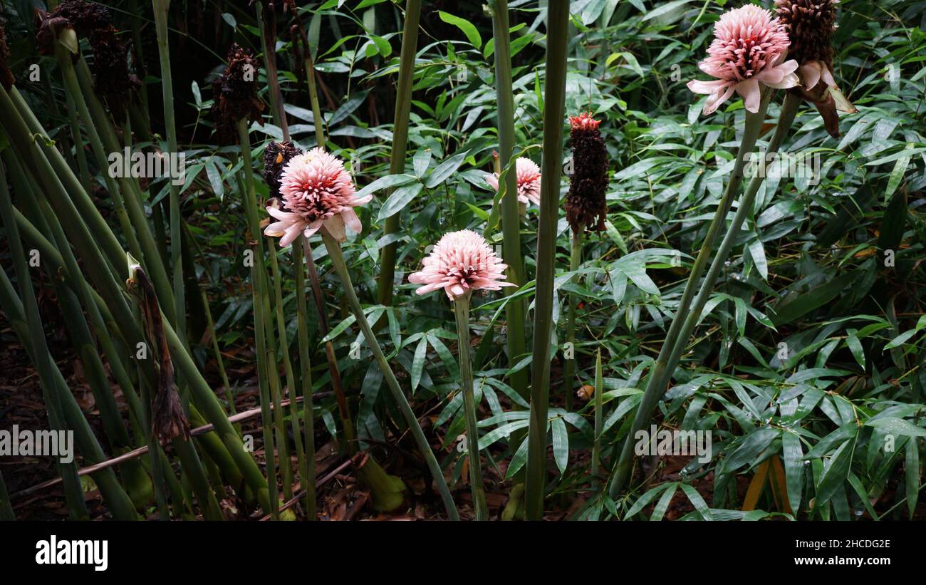 Photos en gros plan de Ginger Family Flowers Banque D'Images