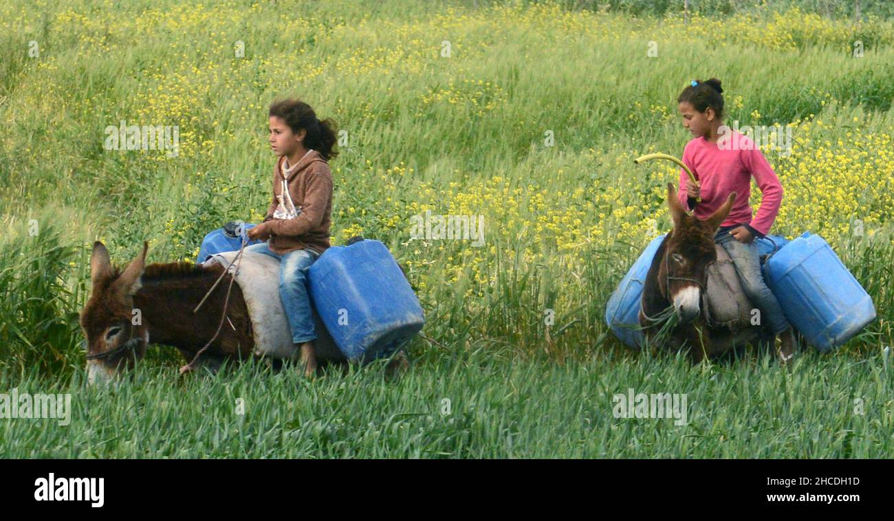 Des filles marocaines qui font monter leurs ânes avec des jerricans pleins d'eau dans le nord du Maroc. Banque D'Images