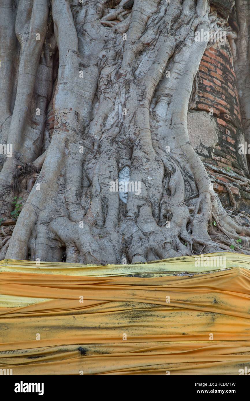 Ayutthaya, THAÏLANDE - 4 décembre 2021 : face de la statue de bouddha dans l'arbre de bodhi à Wat NAPHRA MERU ce temple est très célèbre pour les touristes à Provin Banque D'Images