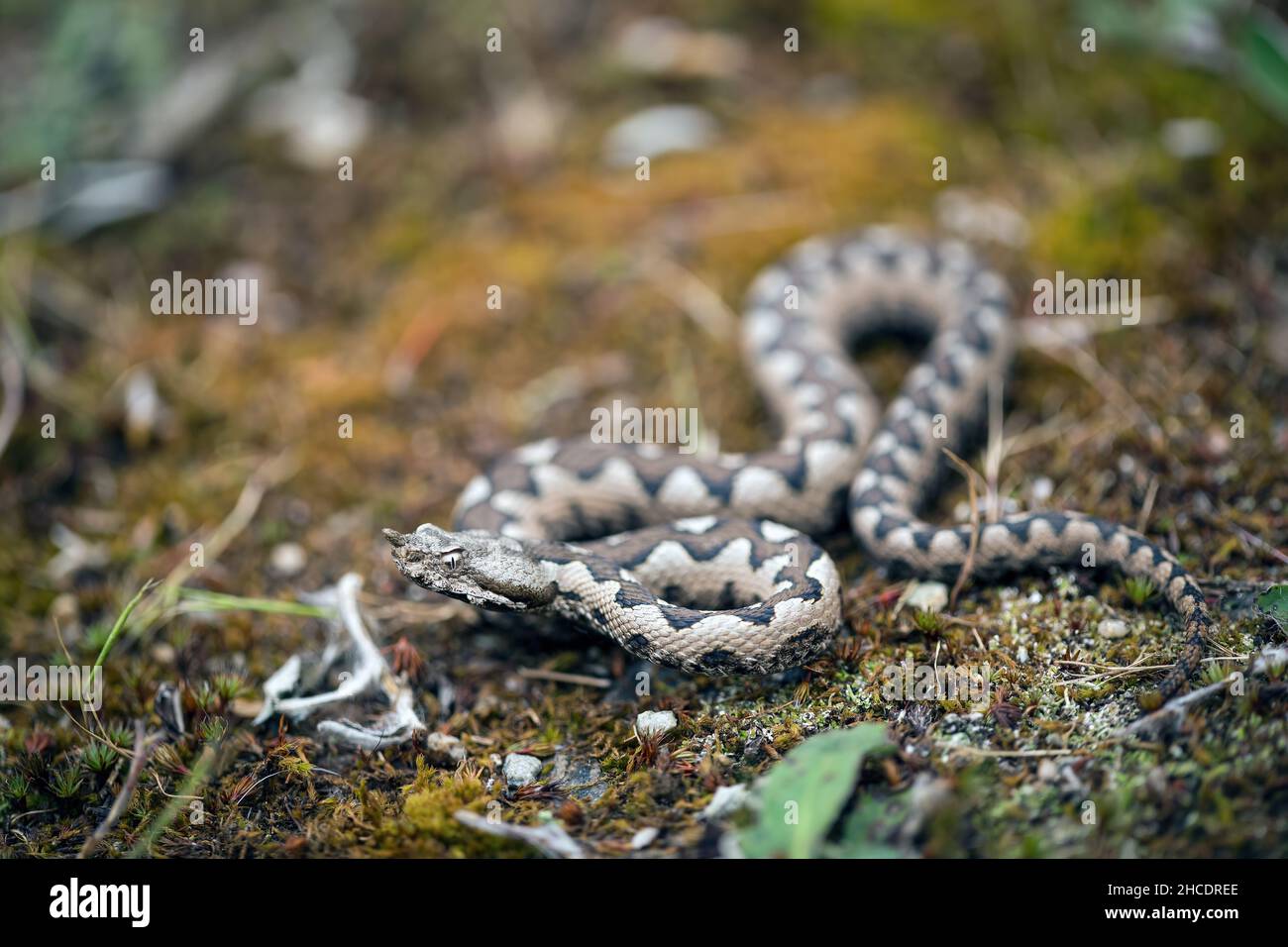 Gros plan d'un jeune homme vipère à nez (Vipera ammodytes).Photo prise en 31st de mai 2021, dans le Parc National de Domogled-Cernei Valley, Roumanie. Banque D'Images