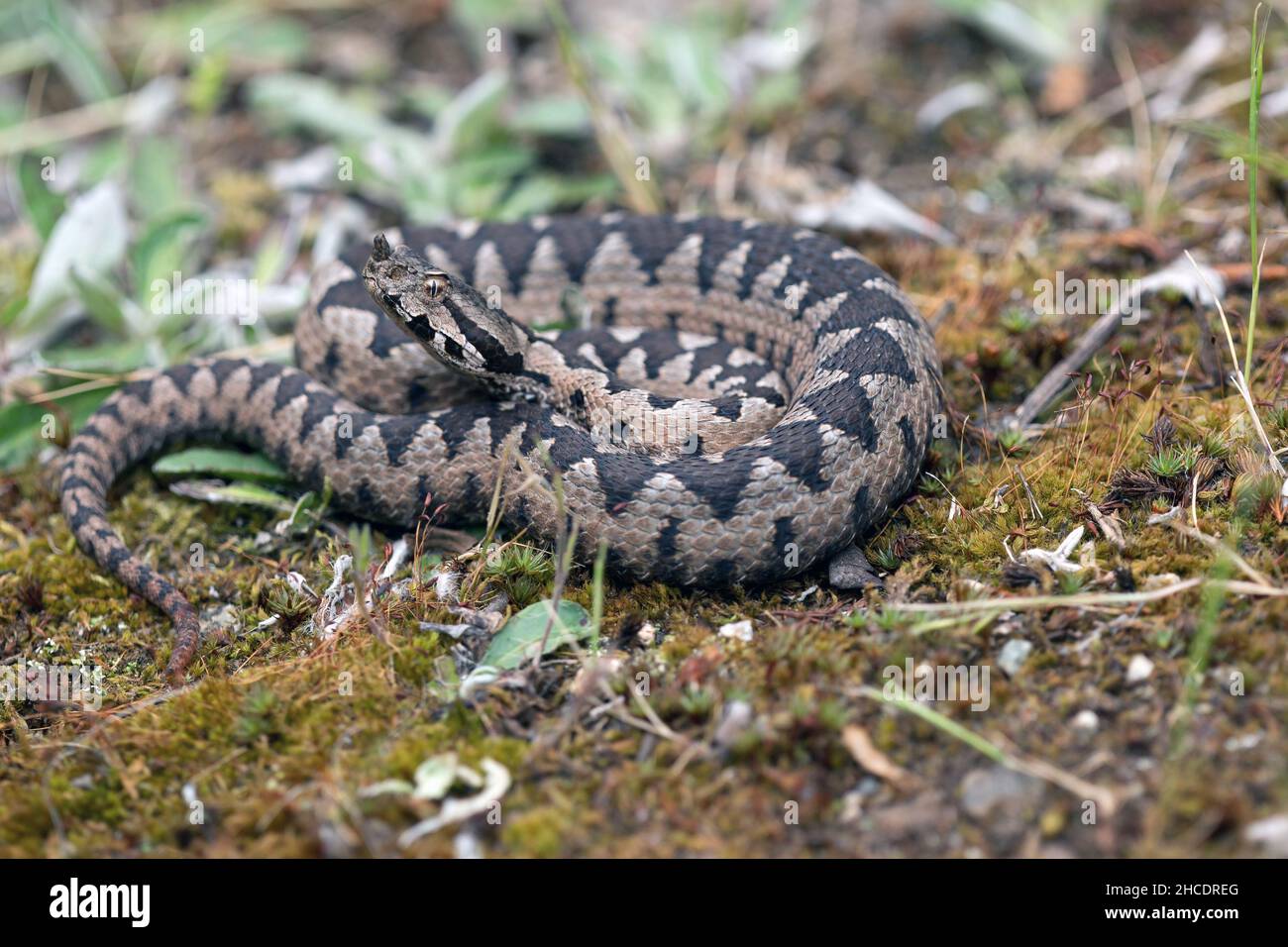 Gros plan d'un jeune homme vipère à nez (Vipera ammodytes).Photo prise en 31st de mai 2021, dans le Parc National de Domogled-Cernei Valley, Roumanie. Banque D'Images