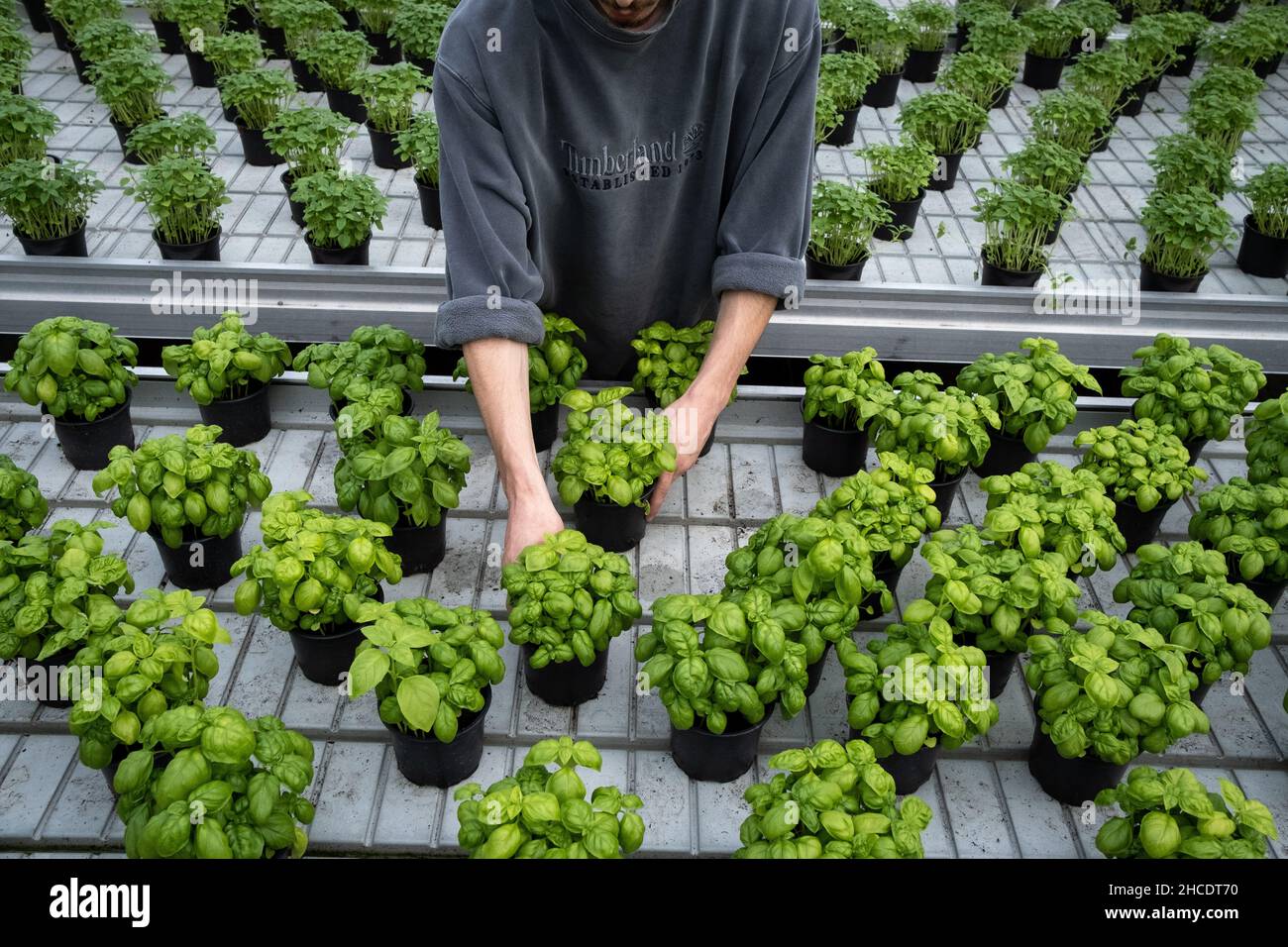 Belgique, Bruxelles, 2020-10-28.La ferme d'abattoir, la première ferme aquacole du projet BIGH, qui pousse sous des serres et est pratiquement Banque D'Images