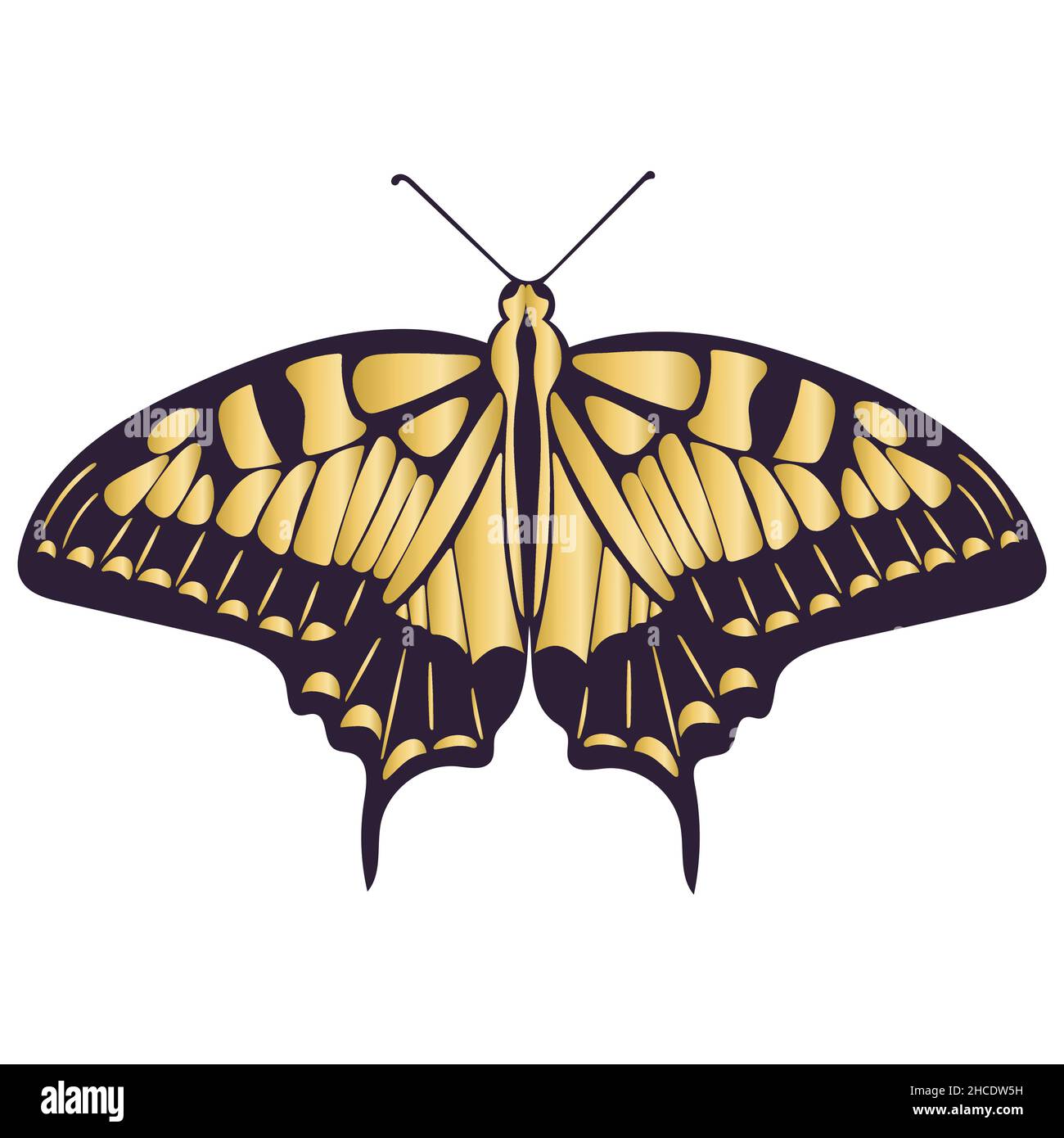 Golden symétrique beau papillon isolé illustration de vecteur Illustration de Vecteur