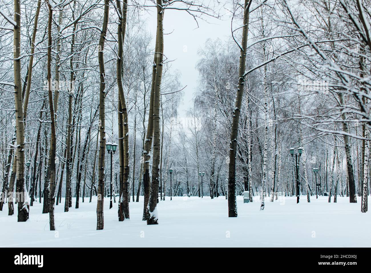 Grands bouleaux couverts de neige blanche et douce dans le parc russe d'hiver.Saison d'hiver dans la nature Banque D'Images