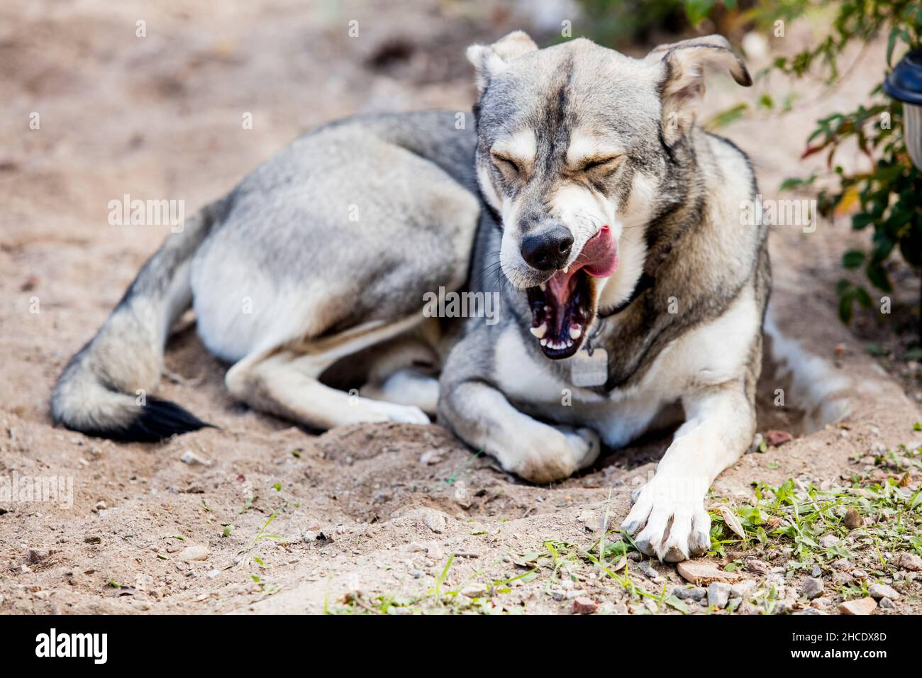 Un chien couché dans la cour Banque D'Images