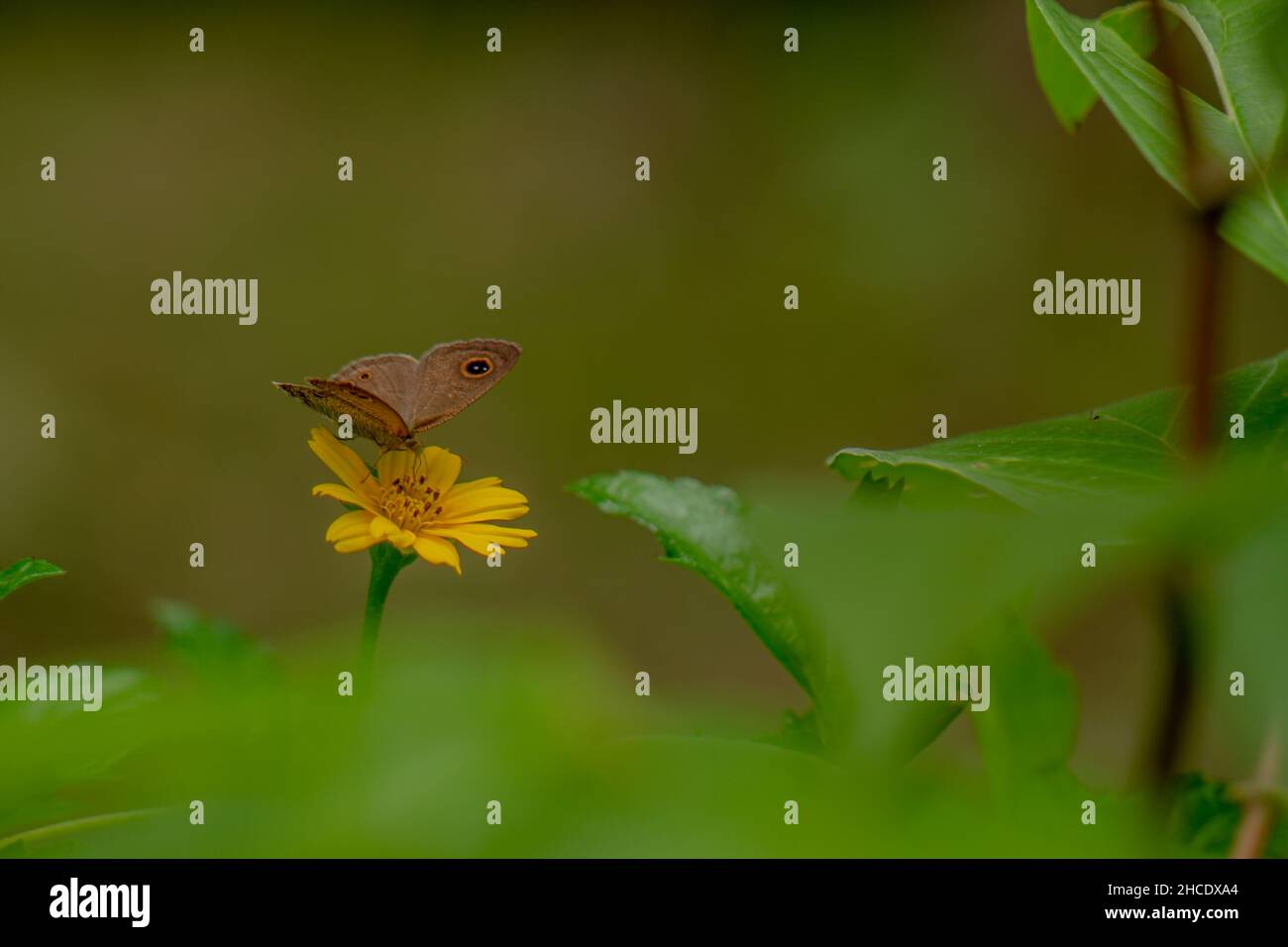 Un papillon brun à la recherche de miel et perché sur une fleur de butterbutter jaune rampante feuillage vert flou arrière-plan, concept de la nature Banque D'Images