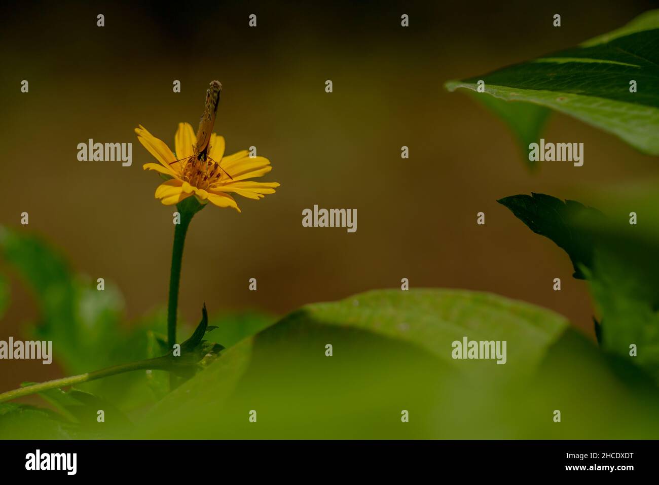 Un papillon brun à la recherche de miel et perché sur une fleur de butterbutter jaune rampante feuillage vert flou arrière-plan, concept de la nature Banque D'Images