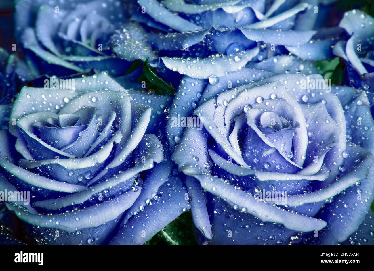 roses bleues romantiques avec gouttes d'eau Banque D'Images