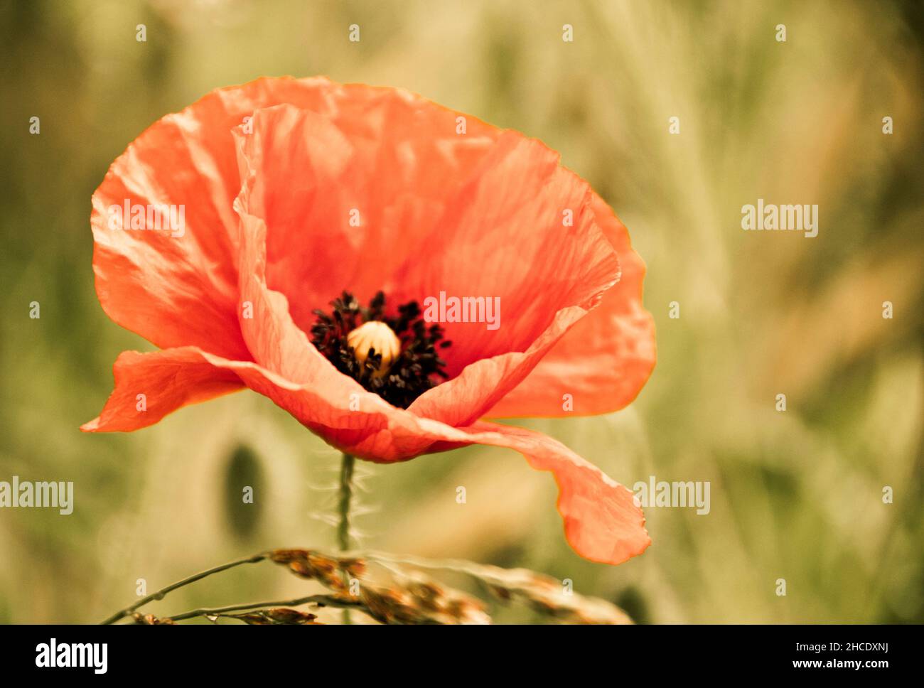 Rouge Coquelicot close up Banque D'Images