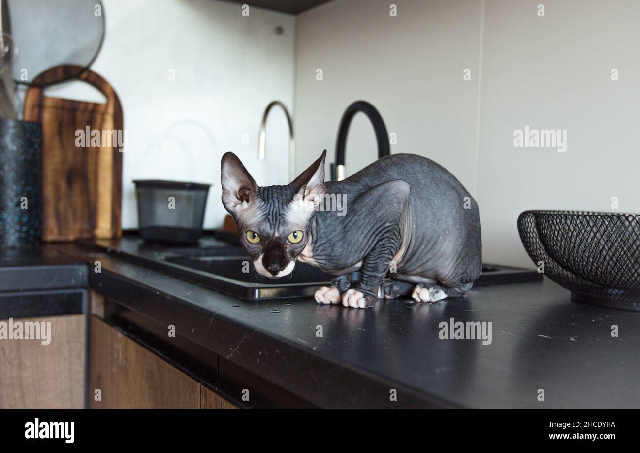 Le chat gris sphinx à chauve rouge est assis dans la cuisine. Gros plan. Banque D'Images