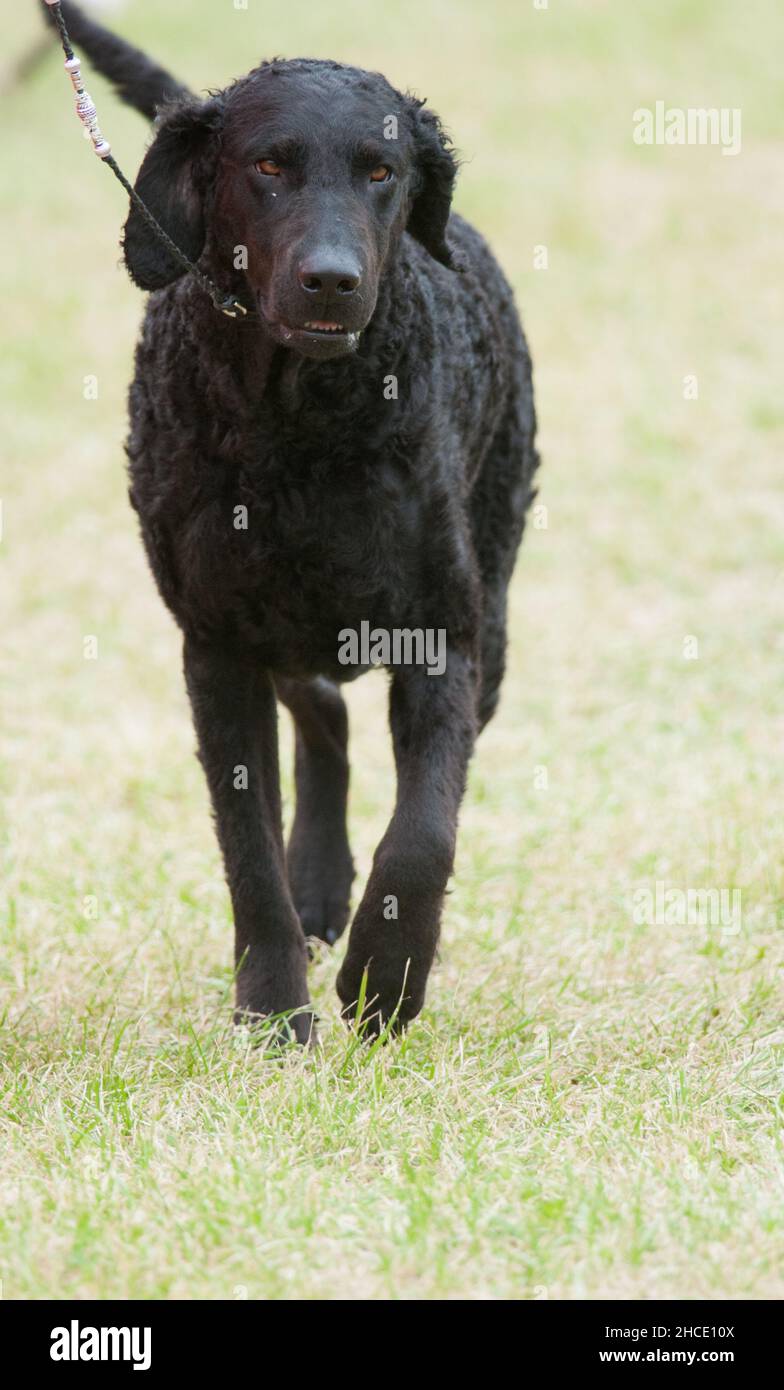 Retriever à poil bouclé à mi-foulée avec une jambe relevée lors d'un spectacle canin à New York Banque D'Images