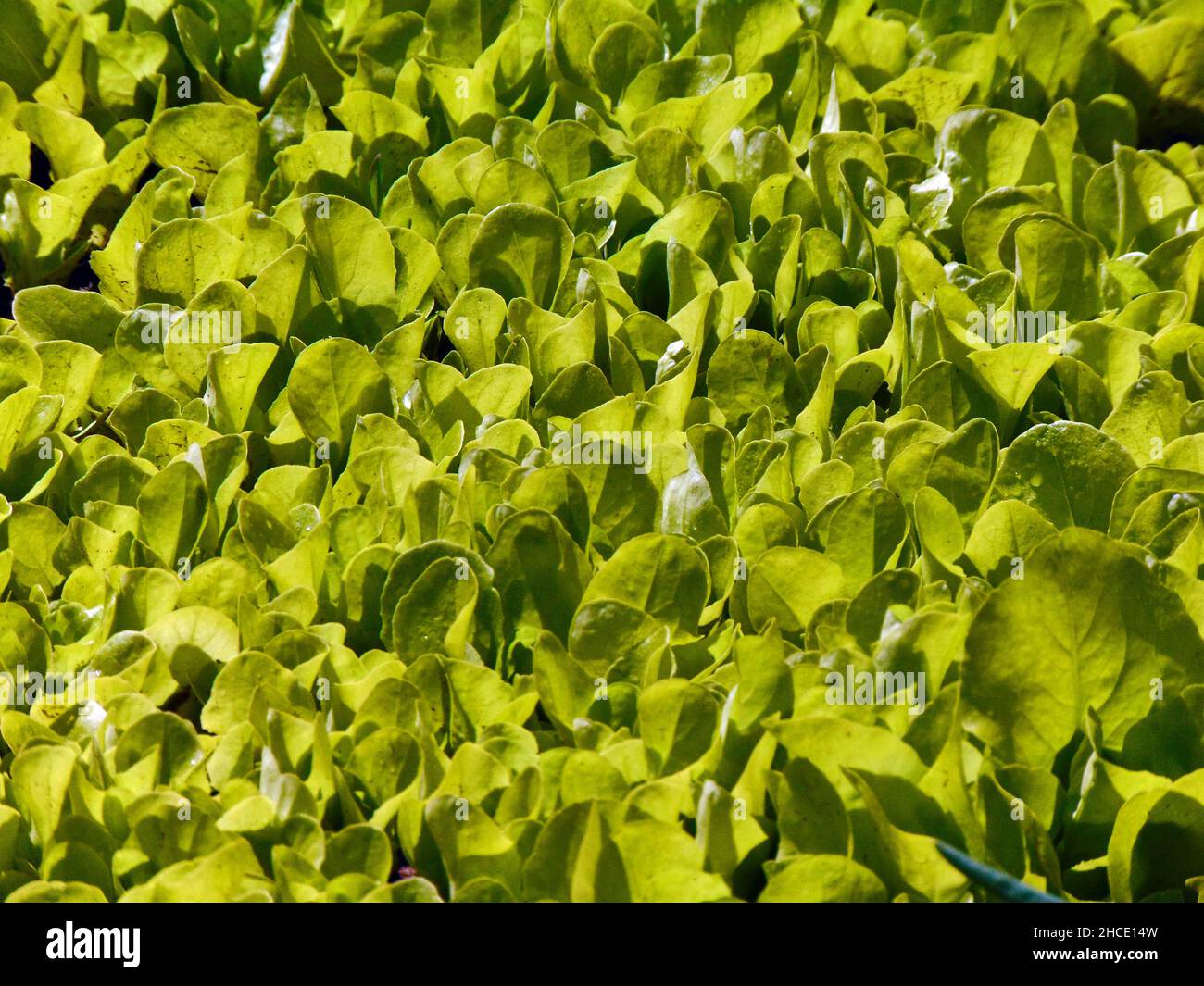 Salade verte dans le jardin - Roumanie Banque D'Images