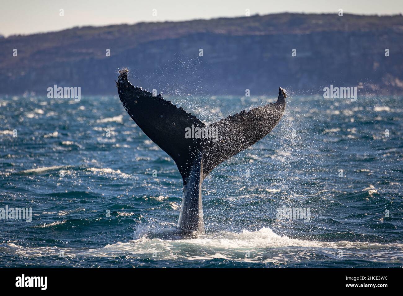 La grosse baleine bleue sort de l'eau Banque D'Images