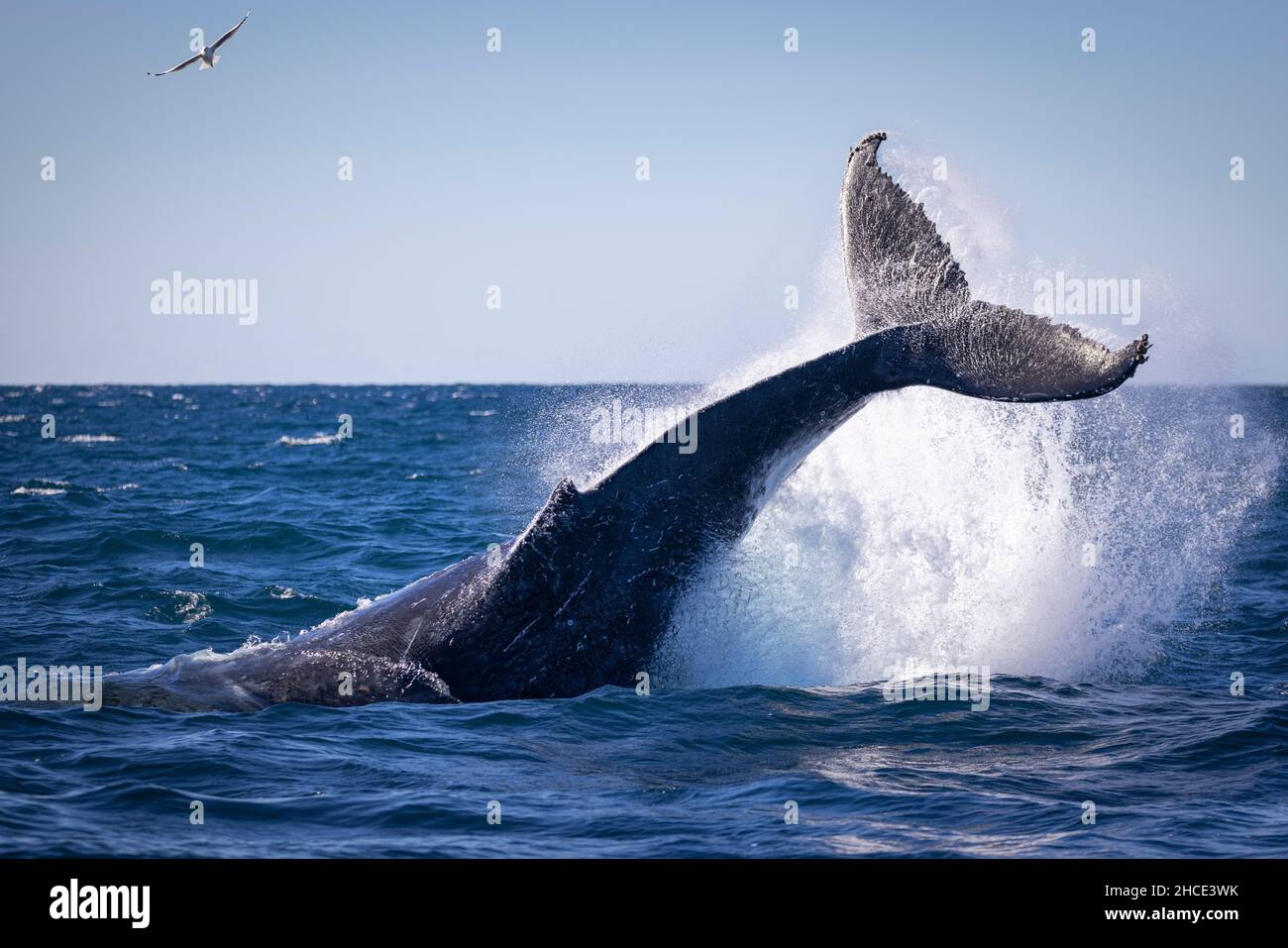 La grosse baleine bleue sort de l'eau Banque D'Images
