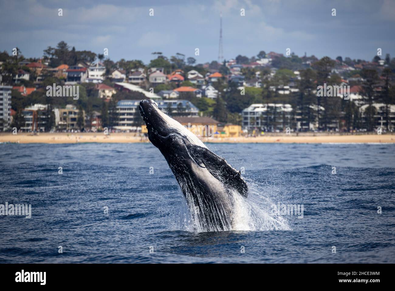 La grosse baleine bleue sort de l'eau Banque D'Images