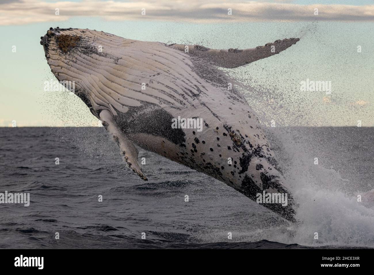 La grosse baleine bleue sort de l'eau Banque D'Images