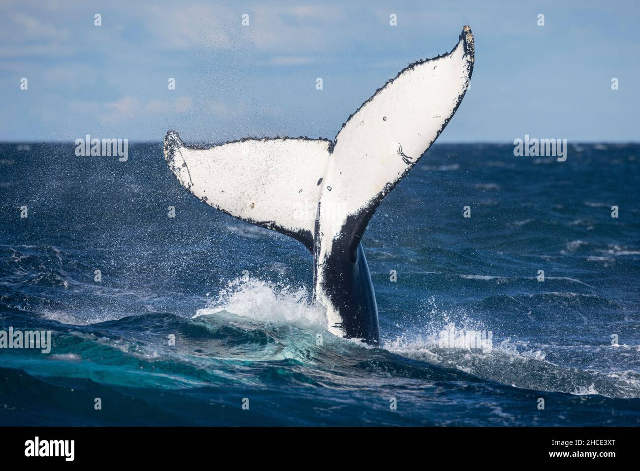 La grosse baleine bleue sort de l'eau Banque D'Images