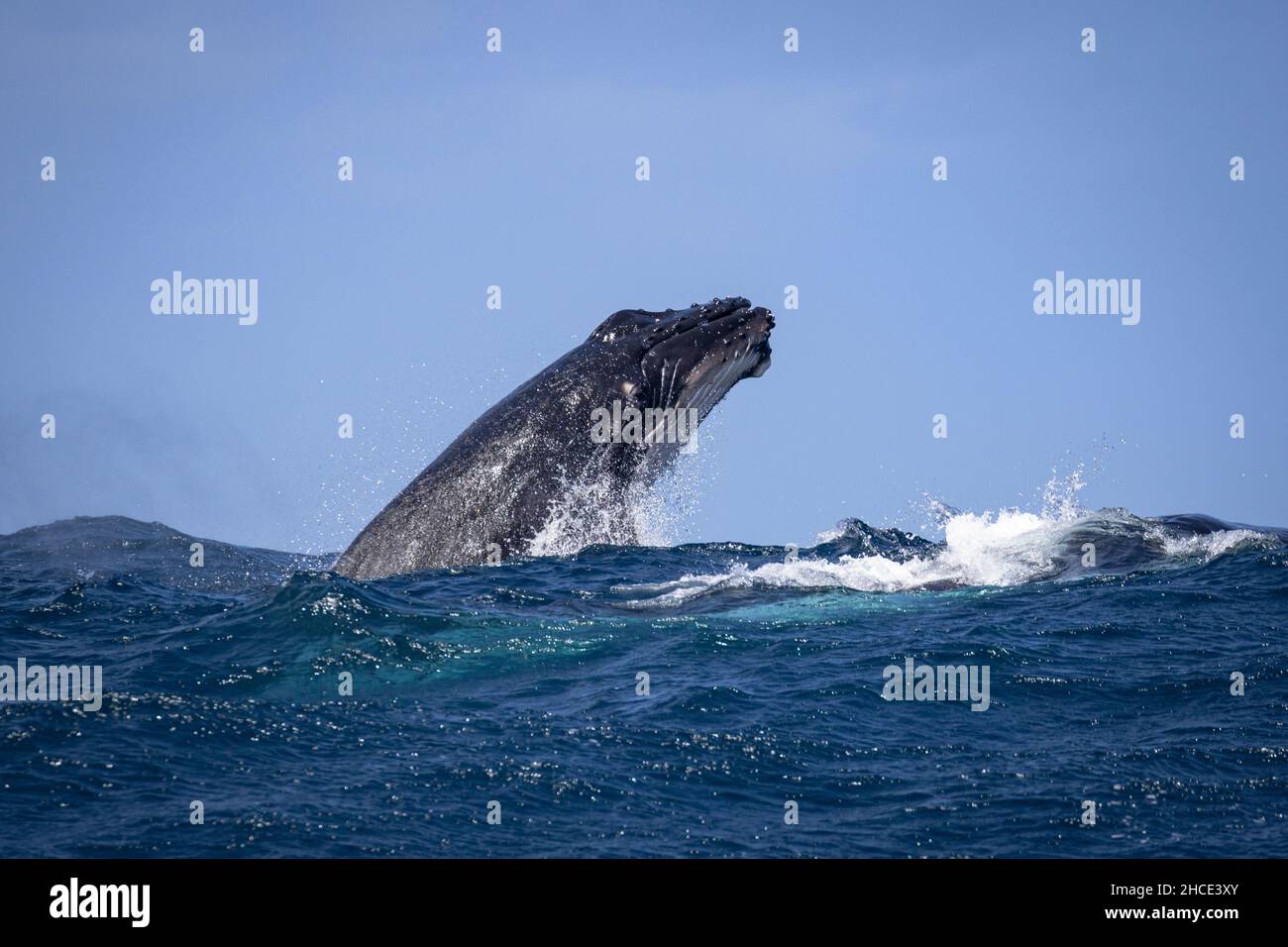 La grosse baleine bleue sort de l'eau Banque D'Images