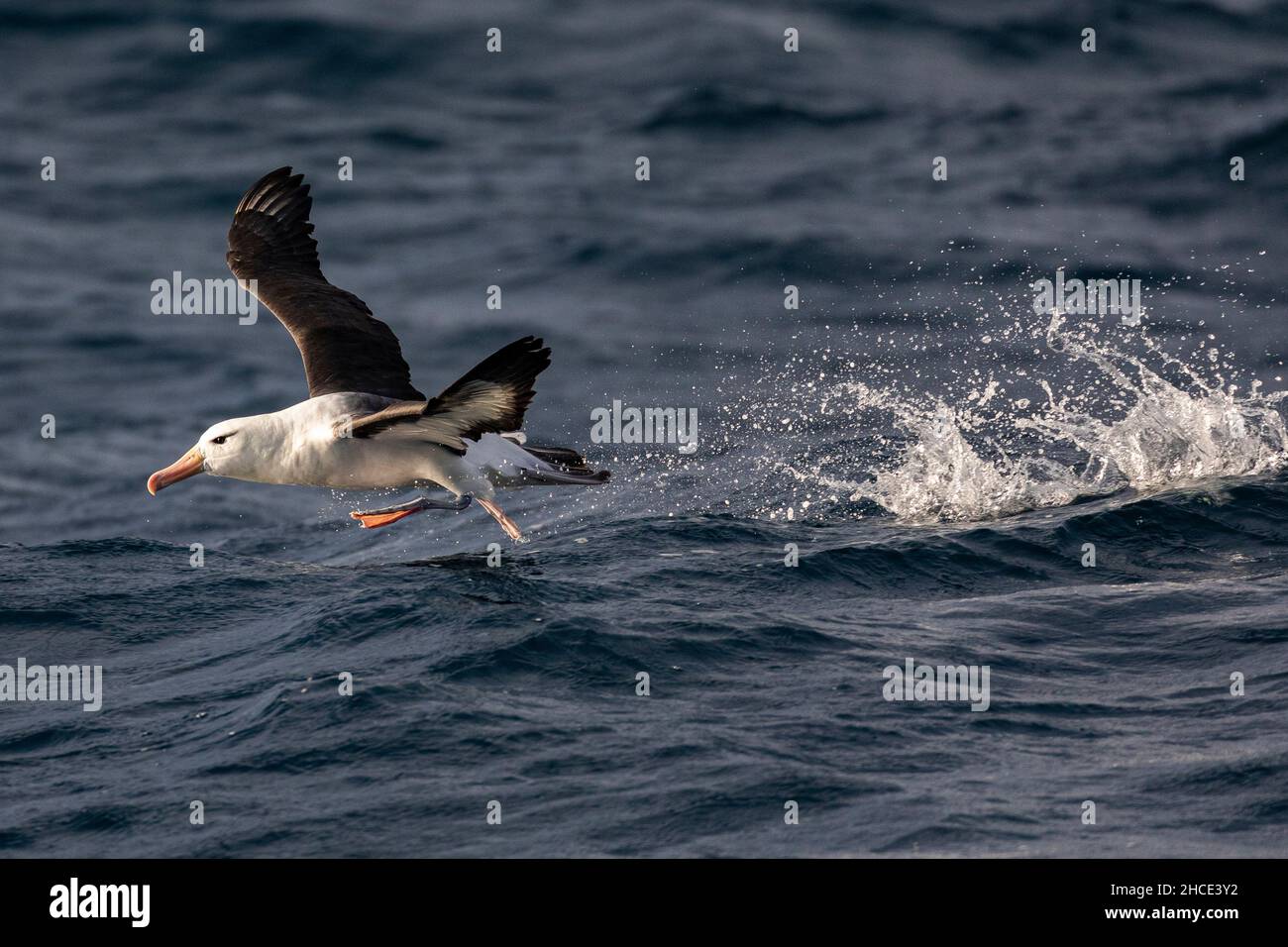 La grosse baleine bleue sort de l'eau Banque D'Images
