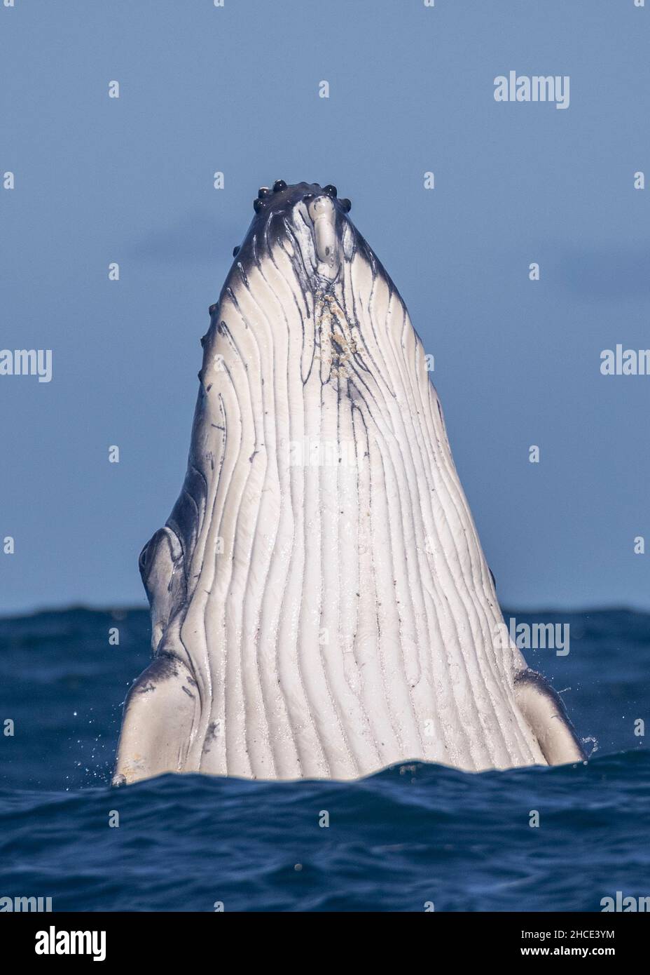 La grosse baleine bleue sort de l'eau Banque D'Images