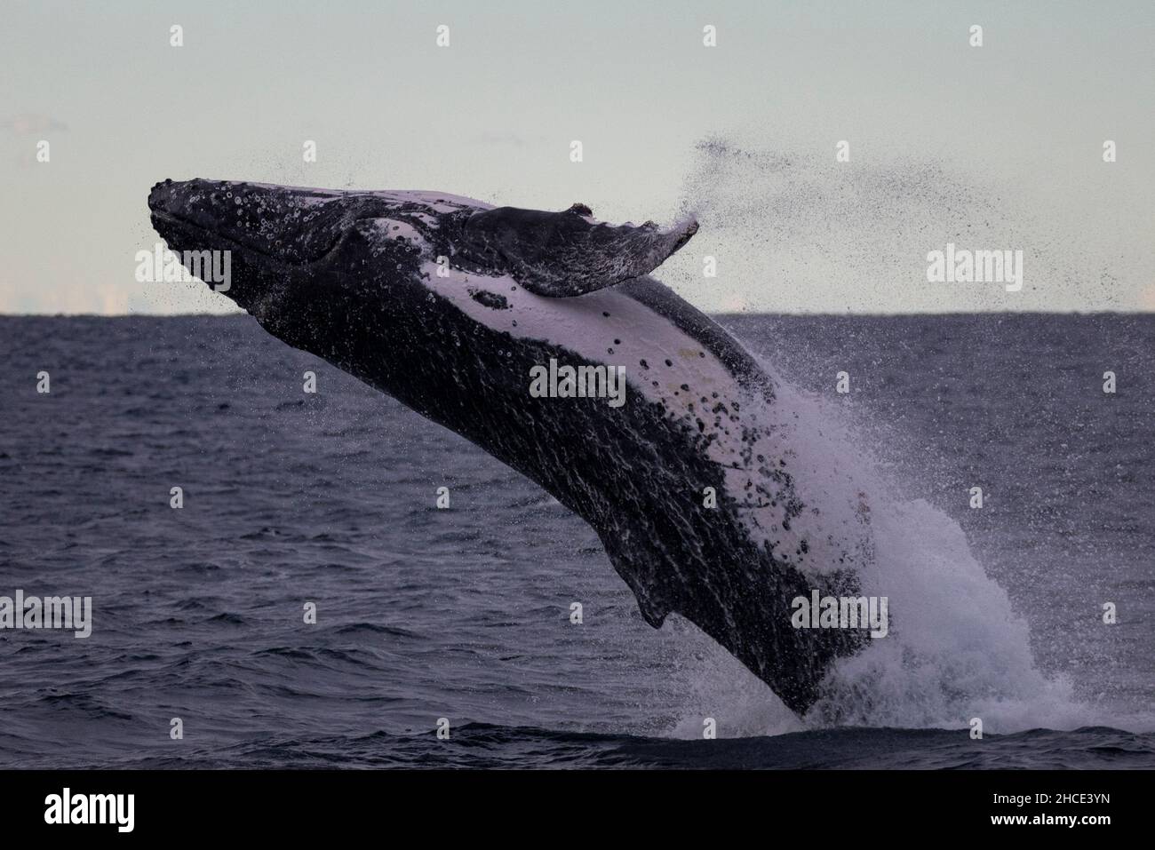 La grosse baleine bleue sort de l'eau Banque D'Images