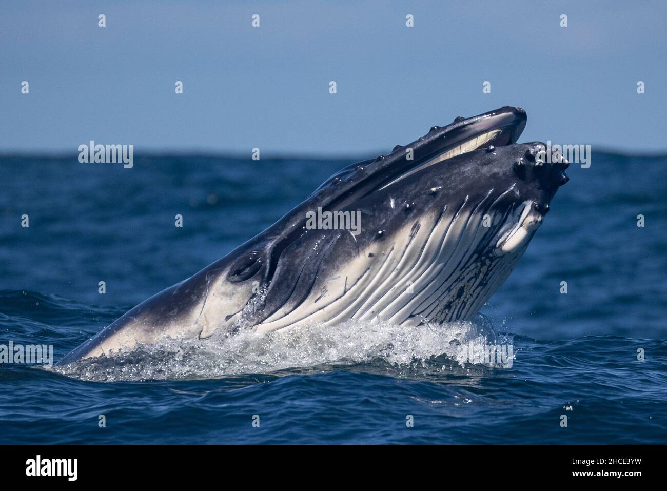 La grosse baleine bleue sort de l'eau Banque D'Images