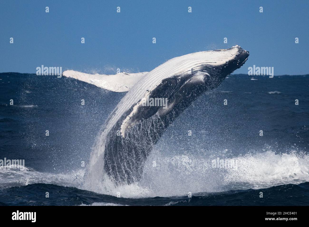 La grosse baleine bleue sort de l'eau Banque D'Images