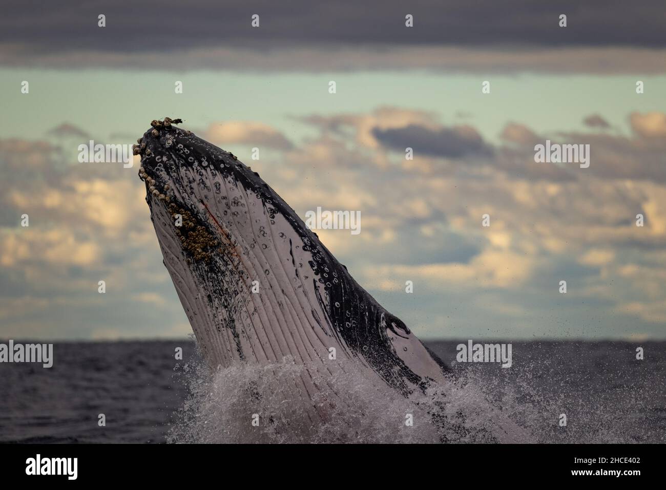 La grosse baleine bleue sort de l'eau Banque D'Images