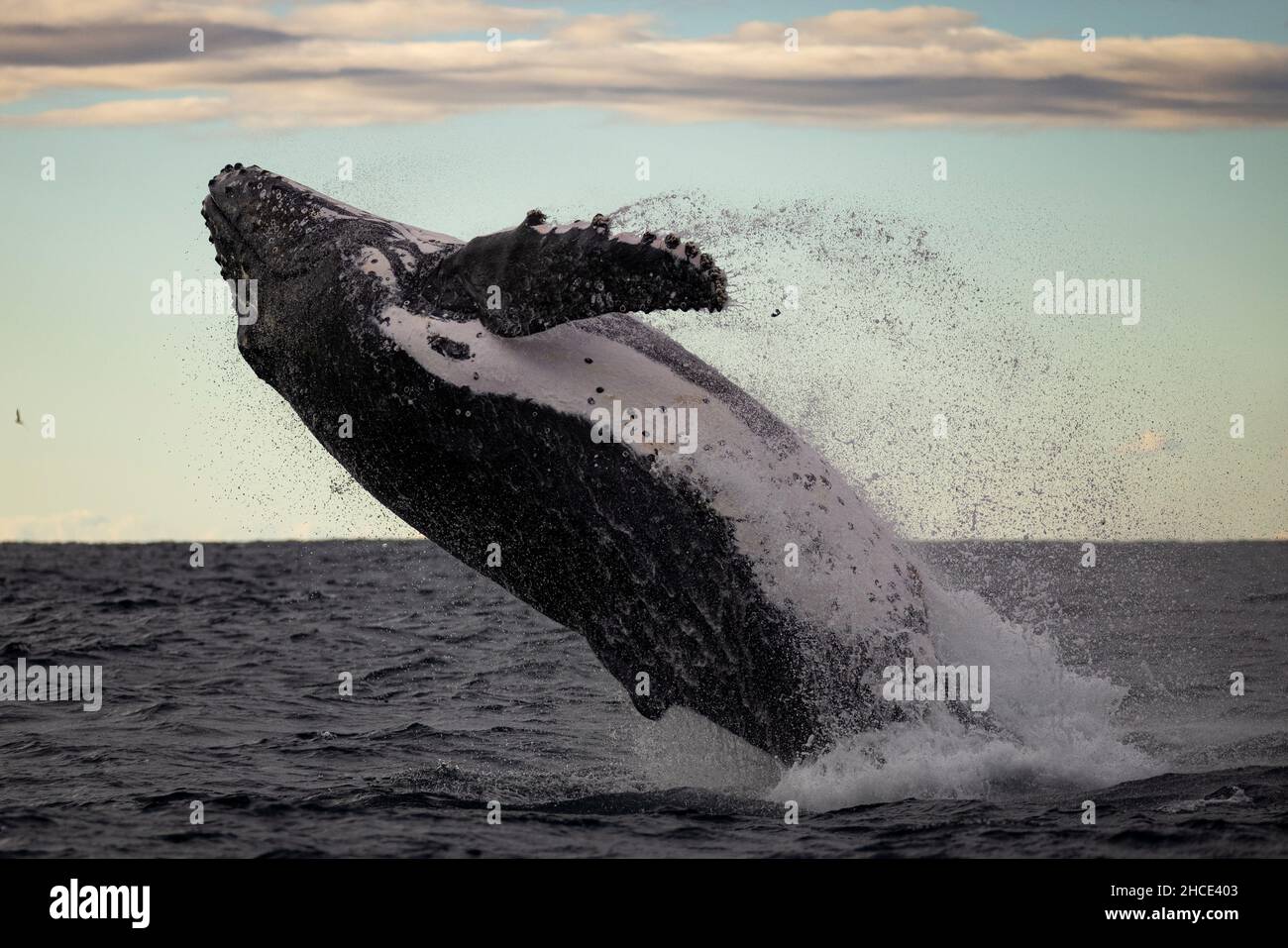 La grosse baleine bleue sort de l'eau Banque D'Images