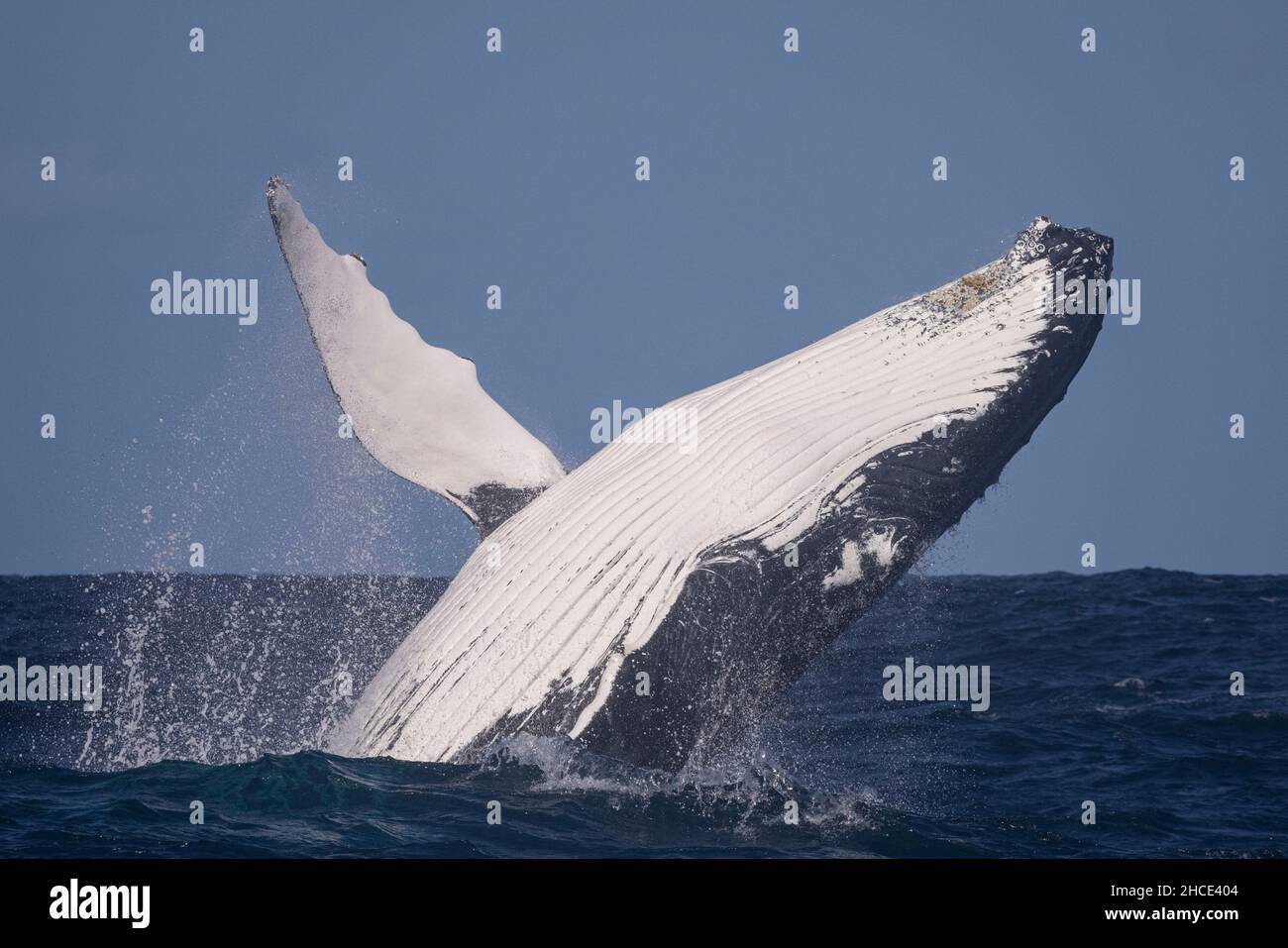 La grosse baleine bleue sort de l'eau Banque D'Images