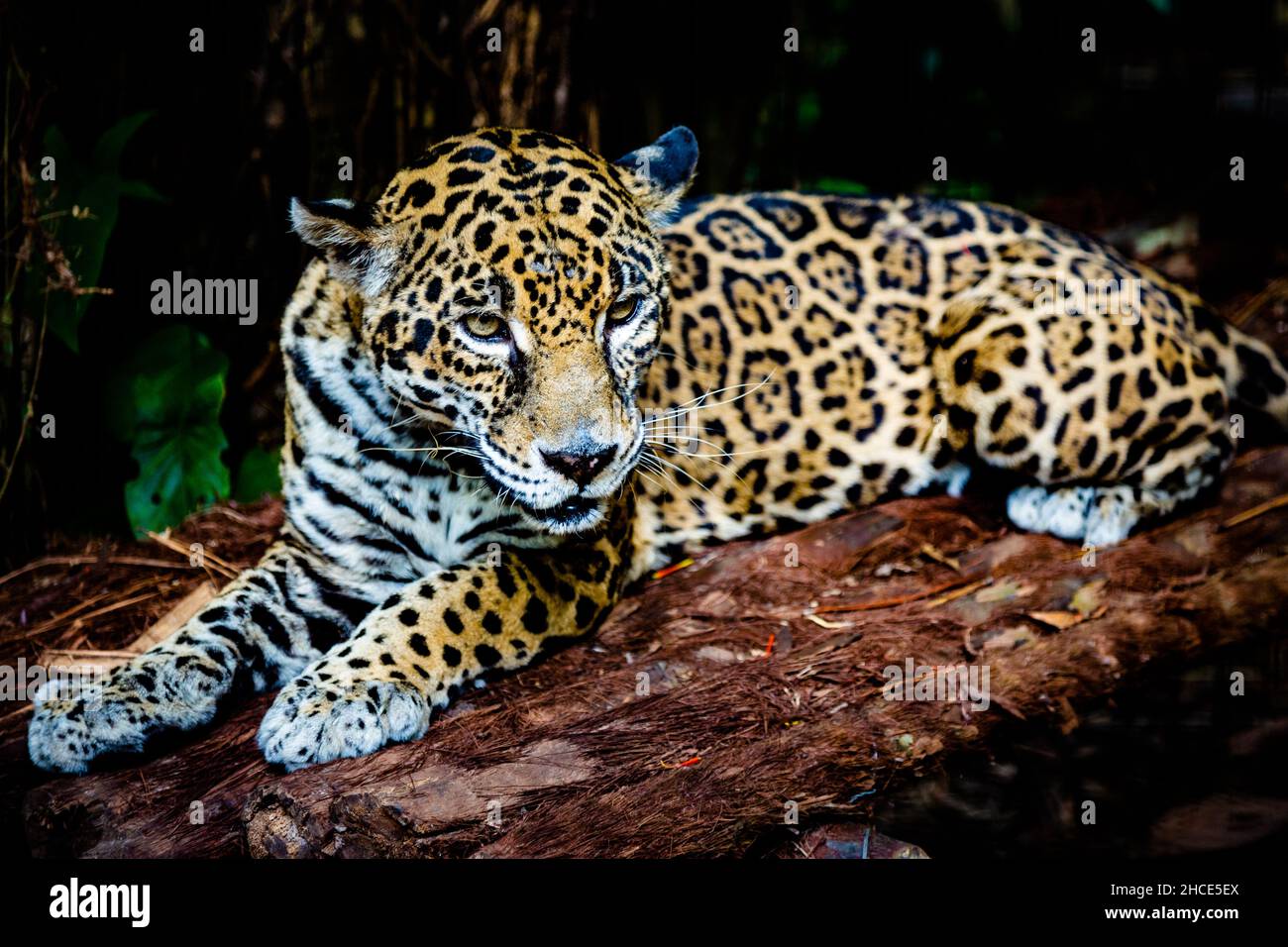 Gros plan d'une magnifique Jaguar posée sur un bois Banque D'Images