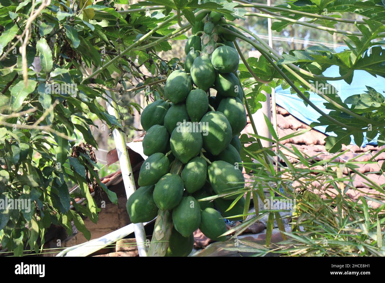 Papaye avec plein de papayes en croissance sur le jardin biologique de la maison, bouquet de fruits non mûrs cultivés sur une plante Banque D'Images