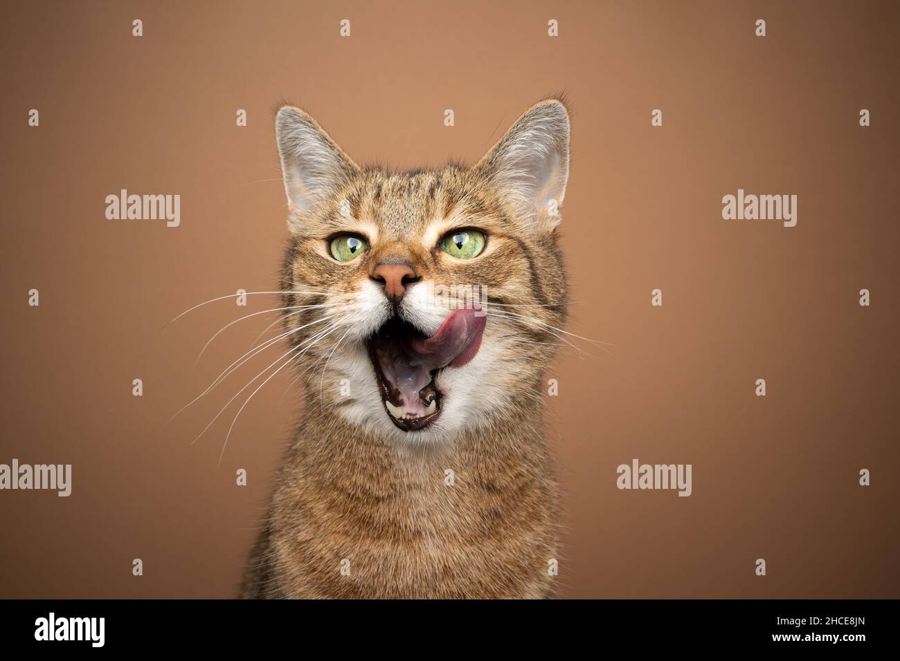 chat de tabby vert affamé avec bouche ouverte sur les lèvres en attente de tonalité alimentaire sur un portrait ton sur fond marron Banque D'Images